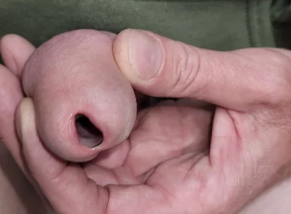 Urethral Toys and Gaping Pee Hole While Urinating