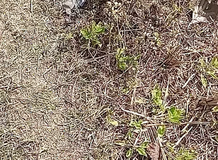 Outdoor Fucking Anal and Pussy Gay Boy