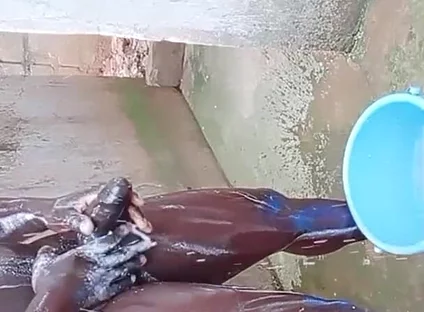 BBC Massage Orgys in Africa