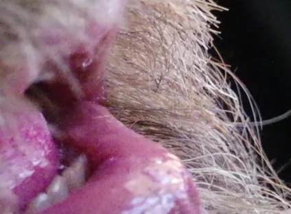 Kissing, Spitting on and Fucking My Stunt Mouth