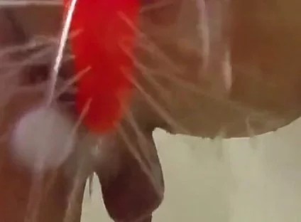 Using a Shower Spray Dildo