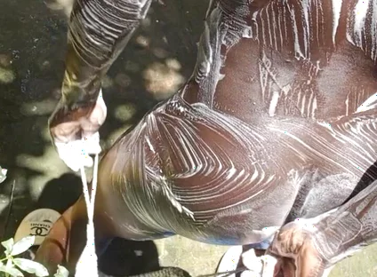 Heavy Wet and Slippery Huge Black Cock Wants to Cum on the Floor
