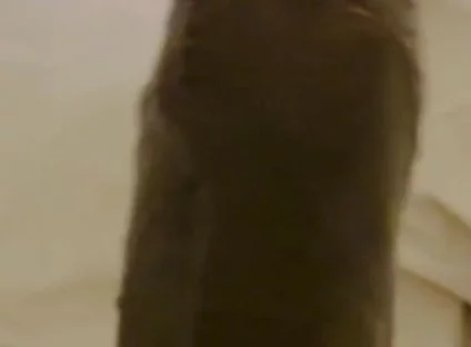 Nothing Stops Me From Wanking to Porn Daily