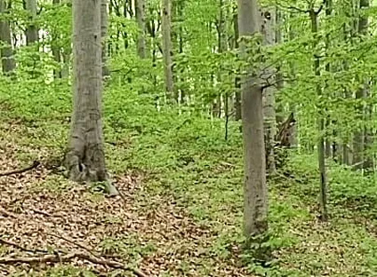 I Chase Him Through the Leaves