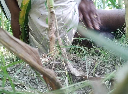 The Village Boy Went to the Cornfield and Hit Him Hard