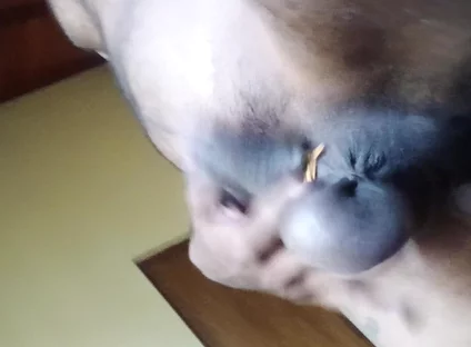 Uncut Cock an Balls Pressure Ring Swing