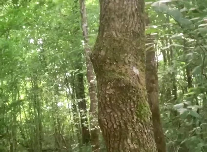 Once Again in the Forest