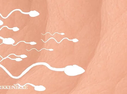 Yaoi: Spermtazoid Game: Level up in Her Stuffed Little Ass