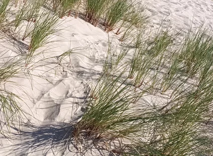Hot Dilf Nude Beach Big Cock Showing off in the Dunes - Rockardglans