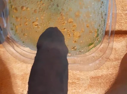 Piss in a Bottle