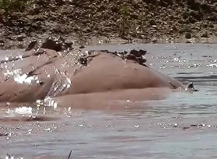 Deep, Creamy Brown Mud Bath in a Sand Pit