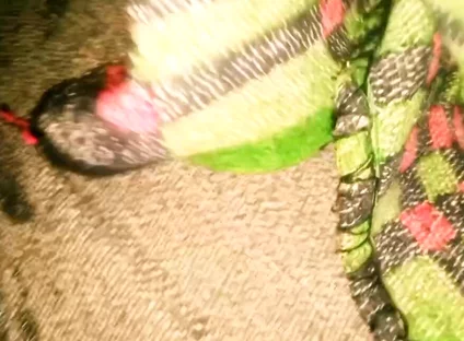 Ejaculation in the Night
