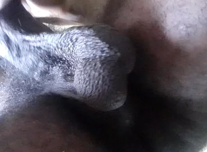 My Ball Sack Swings