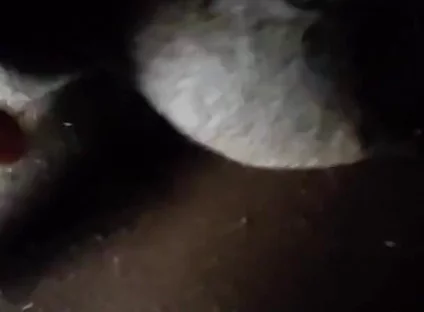 Spit on Your Genitals and Move and Ejaculate
