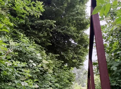 Netherland Guy Dared Strips and Walks Naked in the Park Candid