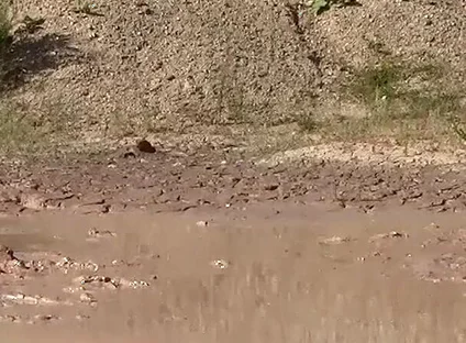 A Great Mud Adventure