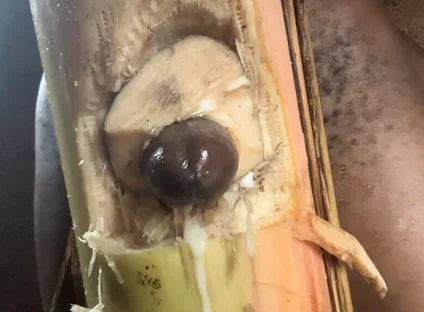 Best Plantain Tree Fucking Cumin Amateur