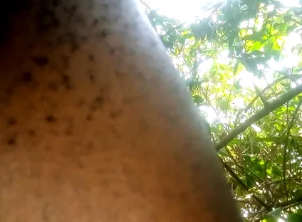 Travel bush