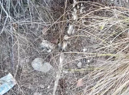 Risky Piss, I Had to Urinate in a Field Behind Some Flats Because My Cock Needed to Pee.