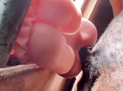 Hard Man's Sex Videos