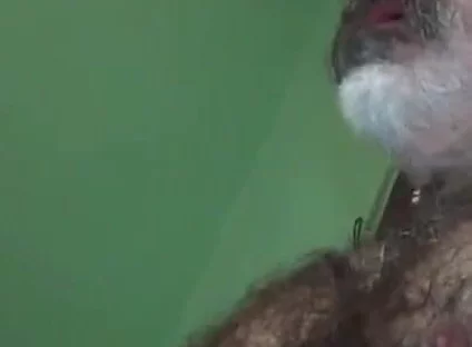 Loboibérico & Daddy Chris Barebacks a Fag