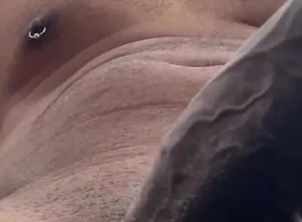 Cock Lovers. POV