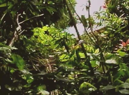 Gay Island Scene-2_two Muscular Gay Men Fucking Hard in the Jungle